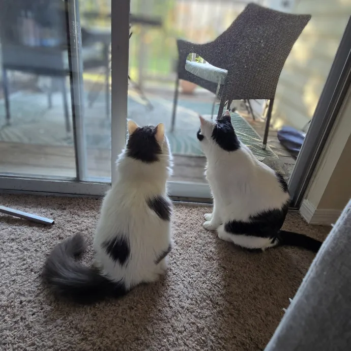 Feline Friendly Vet Tech