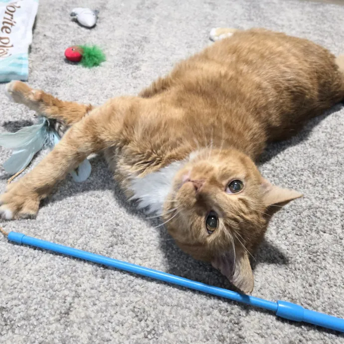 Feline Friendly Vet Tech