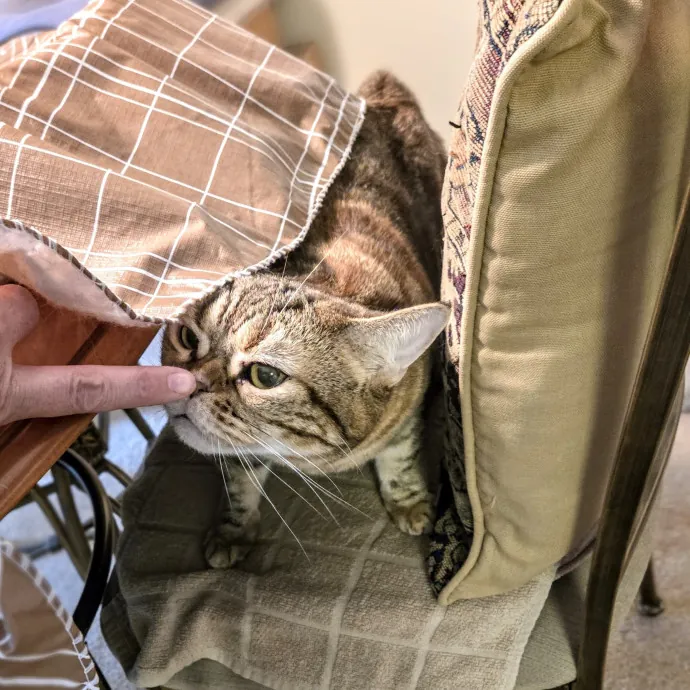 Feline Friendly Vet Tech