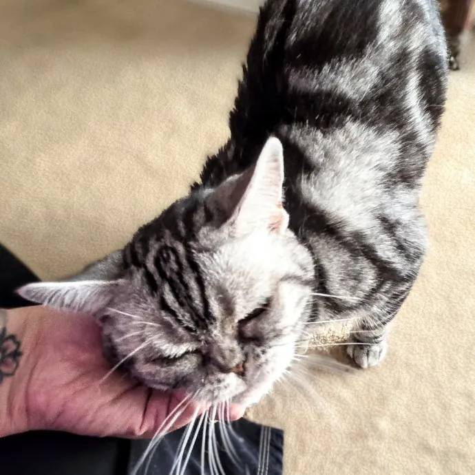 Feline Friendly Vet Tech