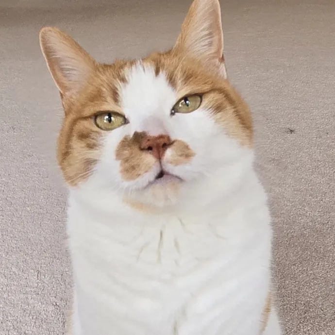 Feline Friendly Vet Tech