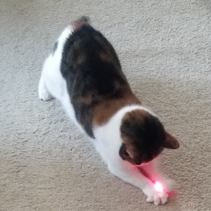 Feline Friendly Vet Tech