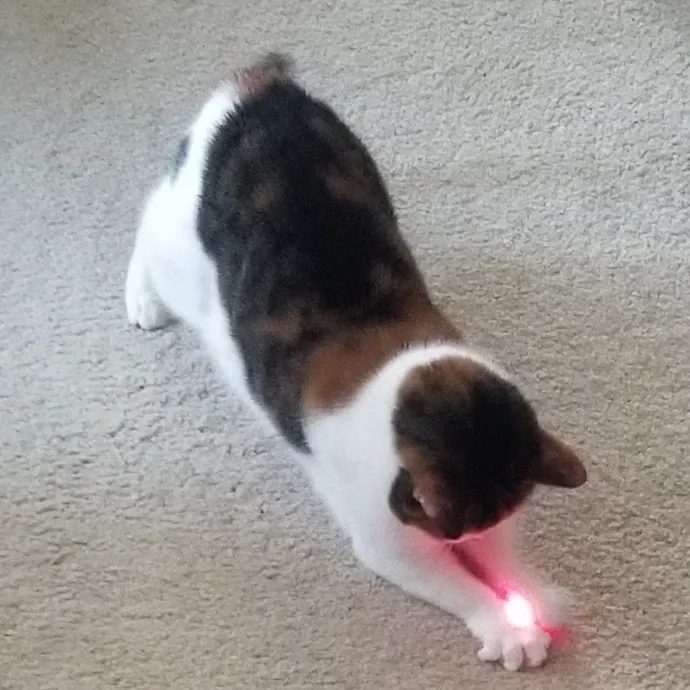 Feline Friendly Vet Tech