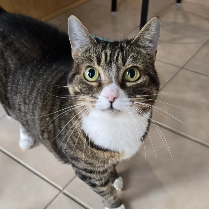 Feline Friendly Vet Tech