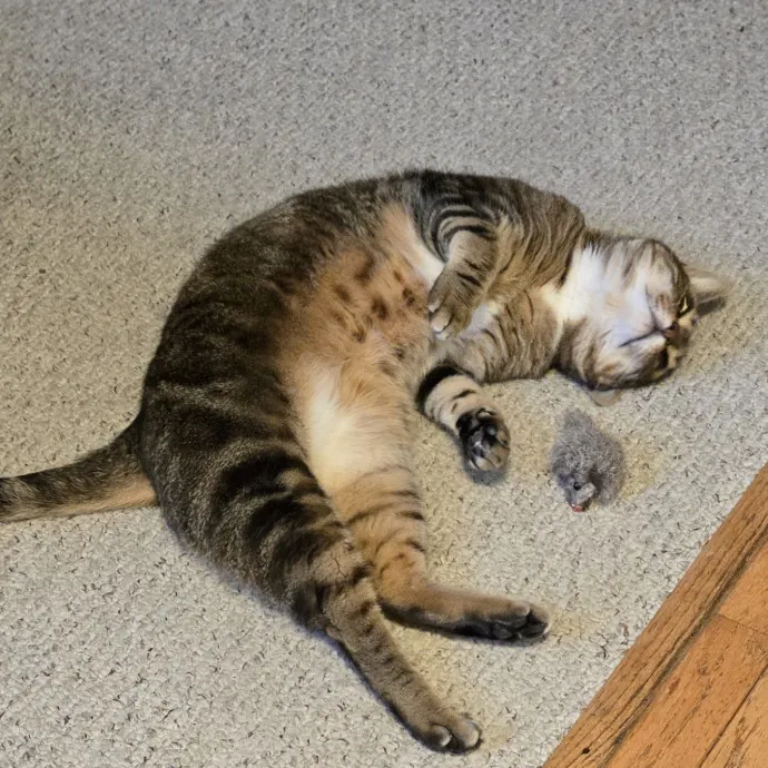 Feline Friendly Vet Tech