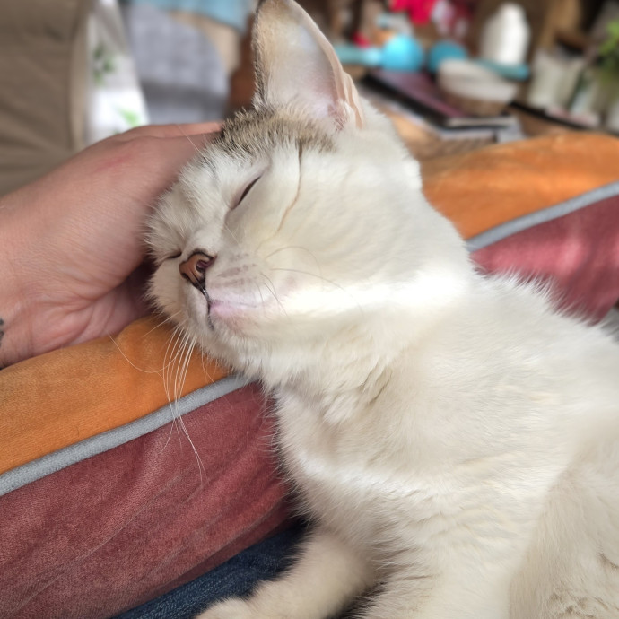 Feline Friendly Vet Tech