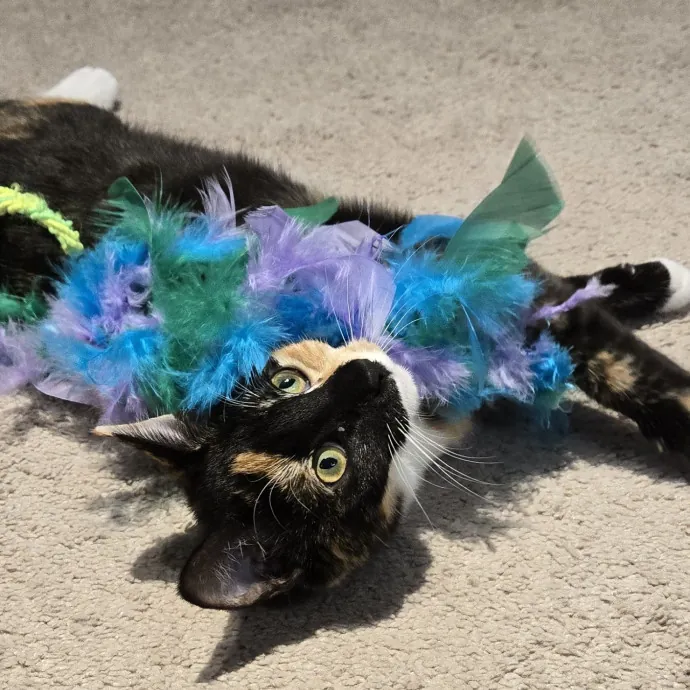 Feline Friendly Vet Tech