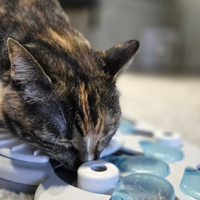 Feline Friendly Vet Tech