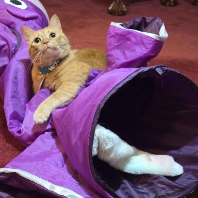 Feline Friendly Vet Tech