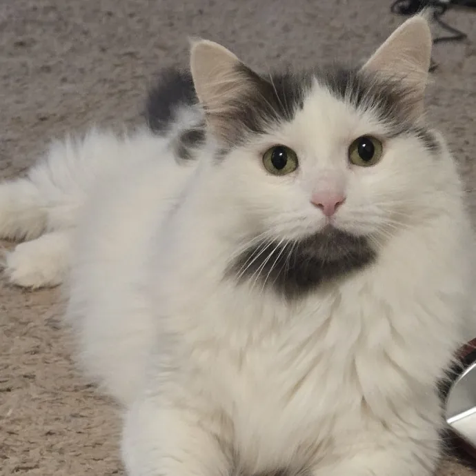 Feline Friendly Vet Tech