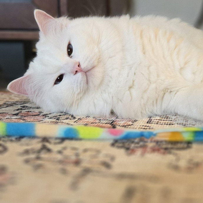 Feline Friendly Vet Tech