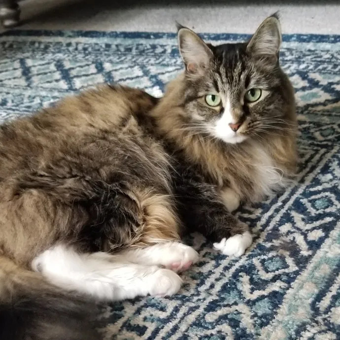 Feline Friendly Vet Tech