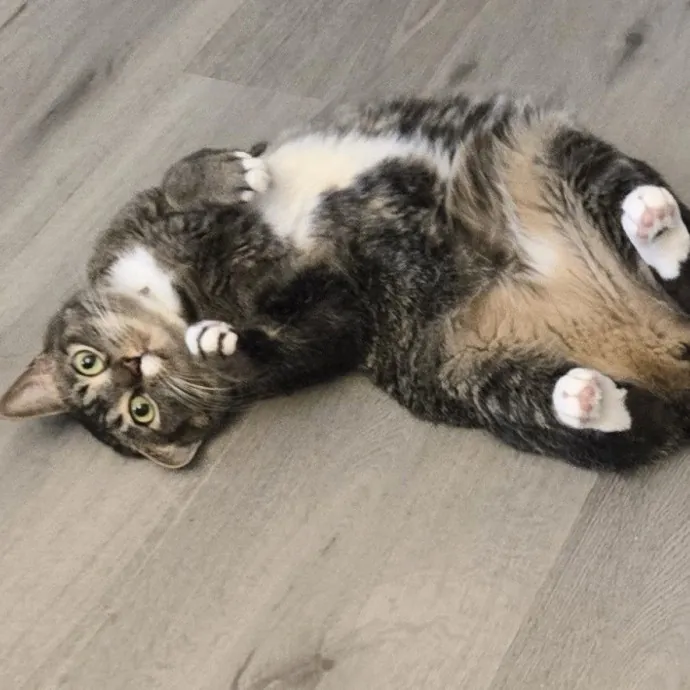 Feline Friendly Vet Tech