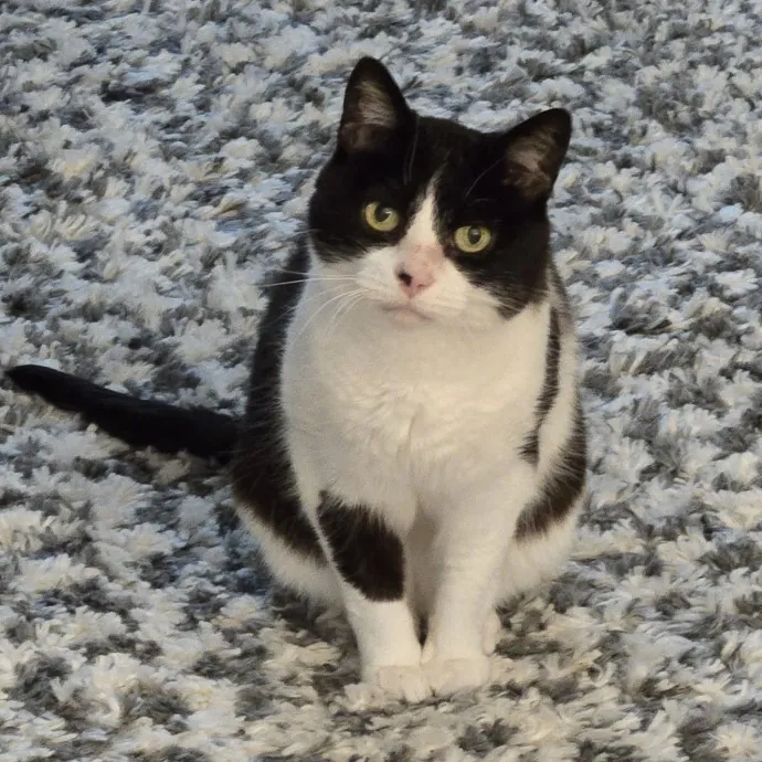 Feline Friendly Vet Tech