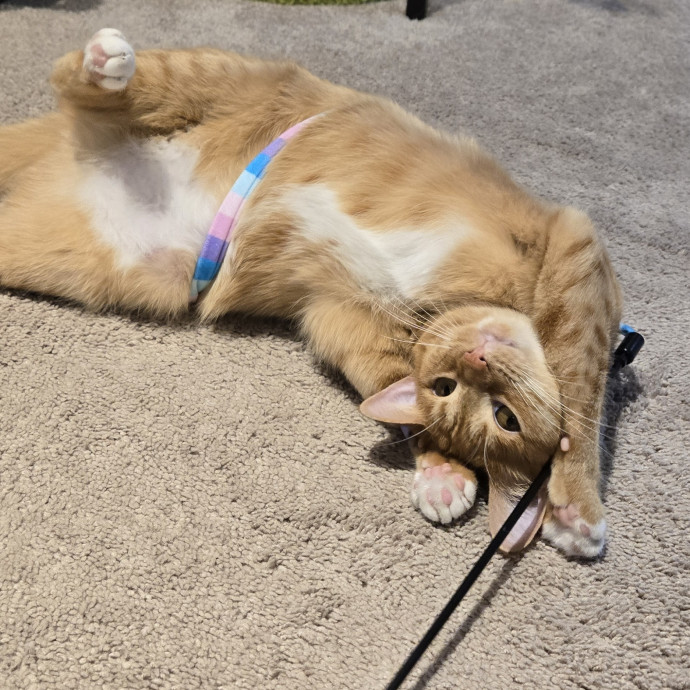 Feline Friendly Vet Tech