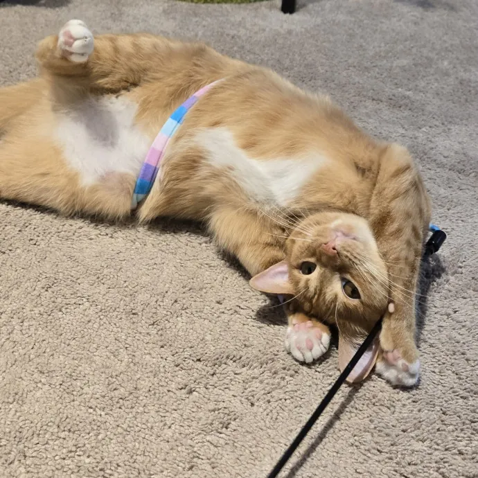 Feline Friendly Vet Tech