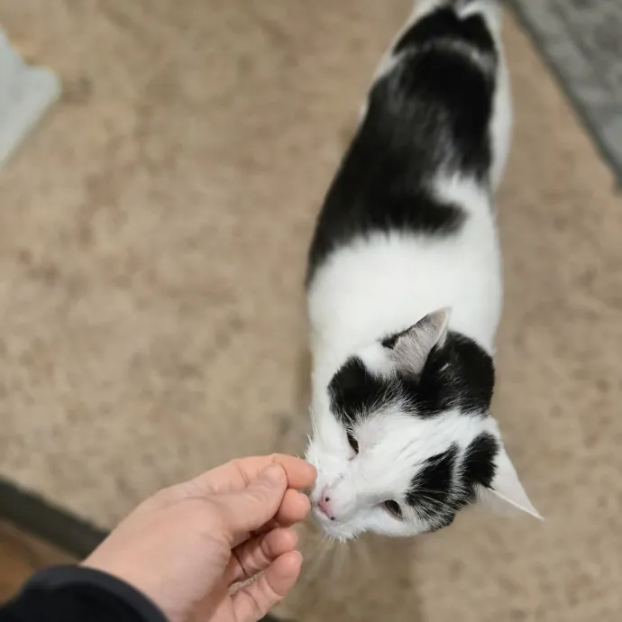 Feline Friendly Vet Tech