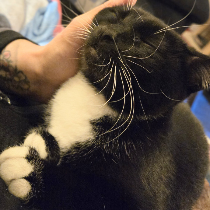 Feline Friendly Vet Tech