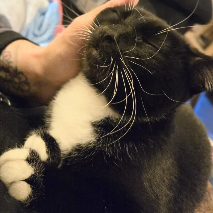 Feline Friendly Vet Tech