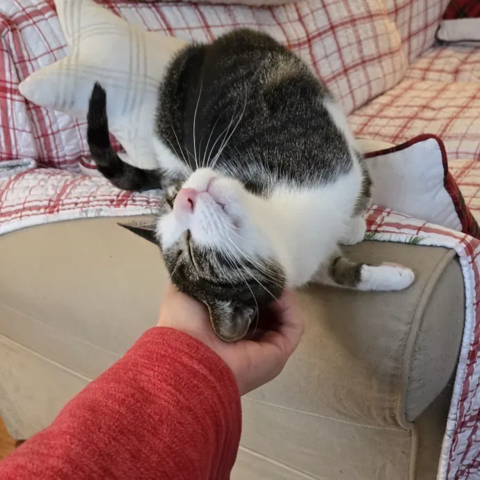 Feline Friendly Vet Tech