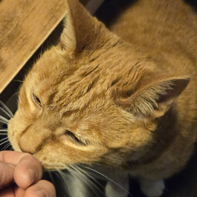Feline Friendly Vet Tech