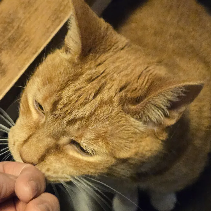 Feline Friendly Vet Tech