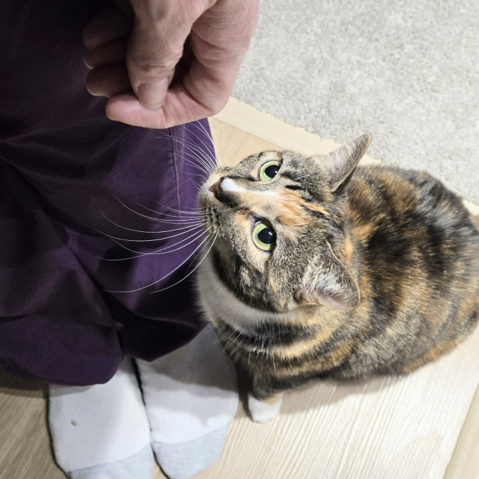 Feline Friendly Vet Tech