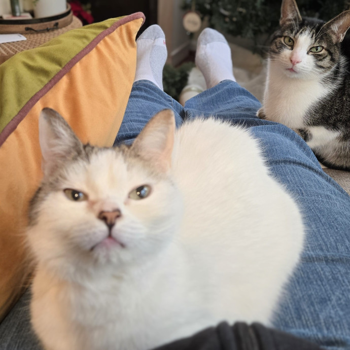 Feline Friendly Vet Tech