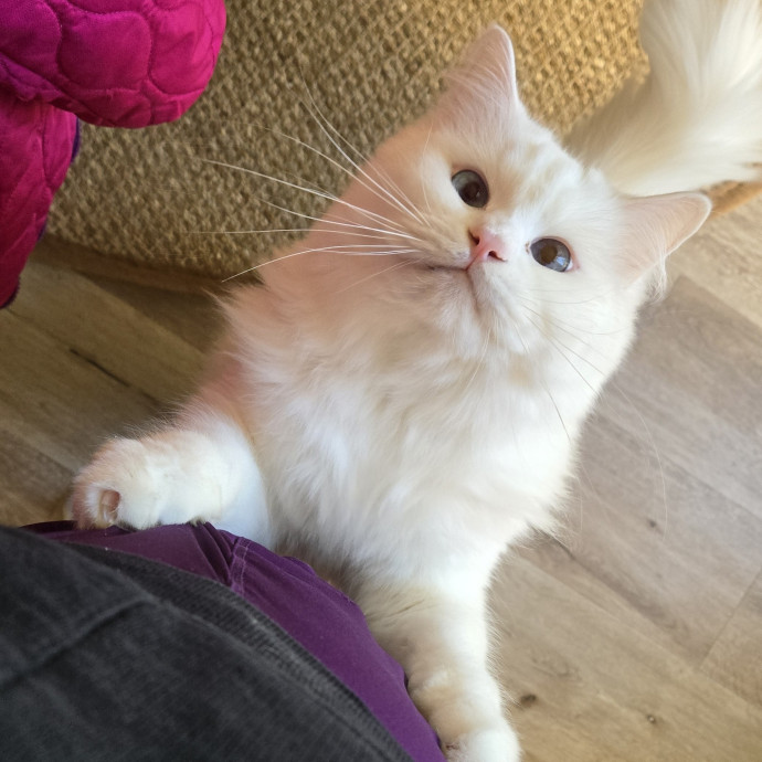 Feline Friendly Vet Tech