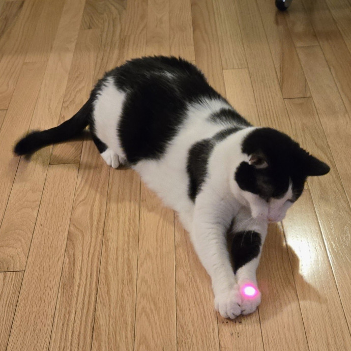 Feline Friendly Vet Tech