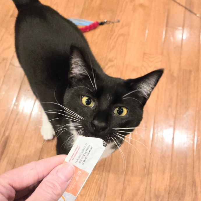Feline Friendly Vet Tech