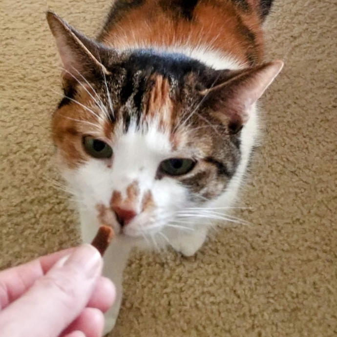 Feline Friendly Vet Tech