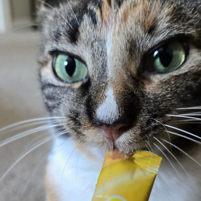 Feline Friendly Vet Tech