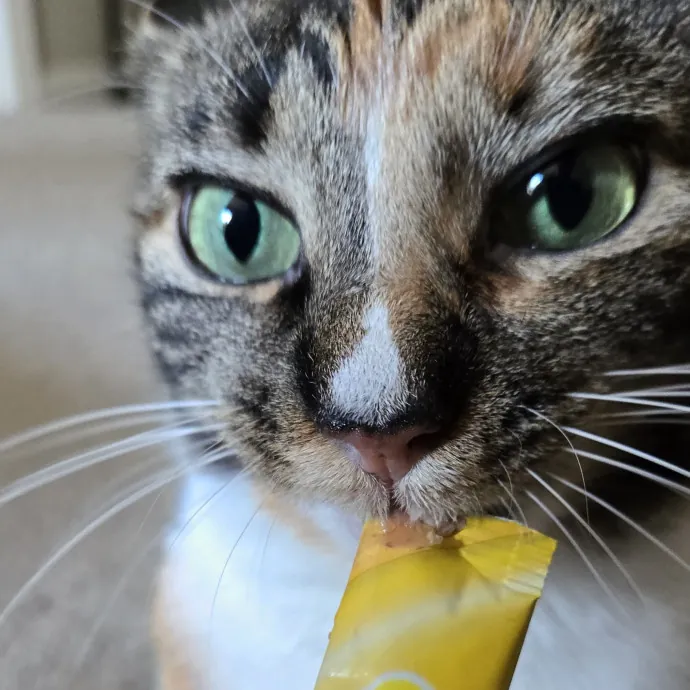Feline Friendly Vet Tech