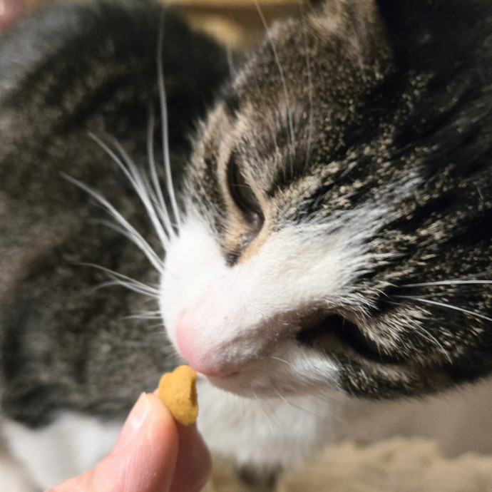 Feline Friendly Vet Tech