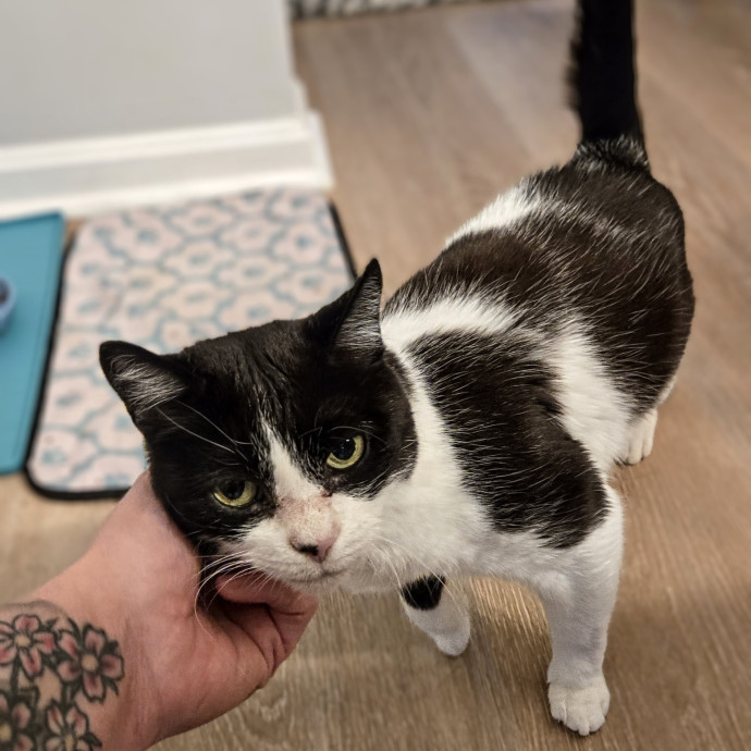 Feline Friendly Vet Tech