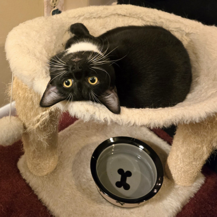 Feline Friendly Vet Tech