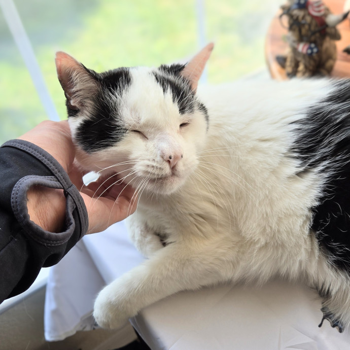 Feline Friendly Vet Tech