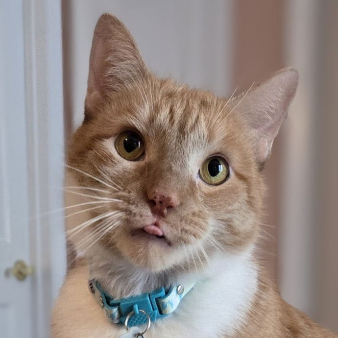 Feline Friendly Vet Tech
