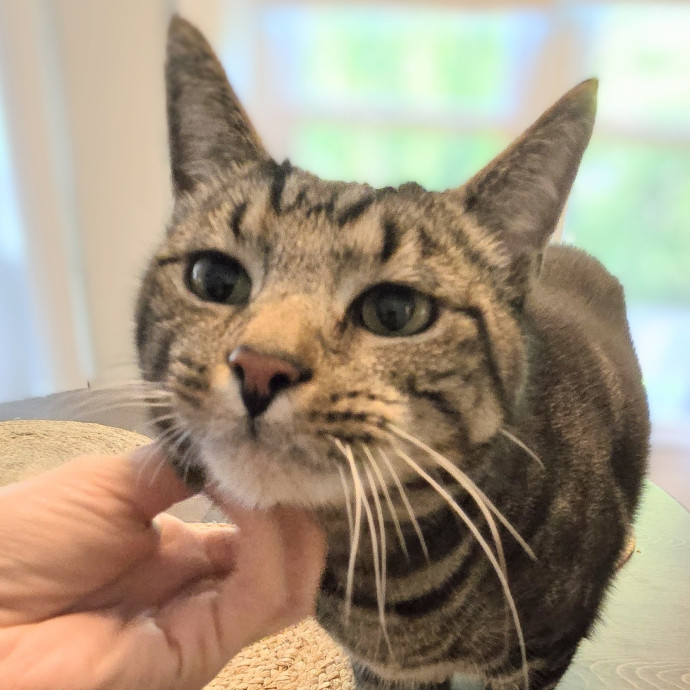 Feline Friendly Vet Tech photo 3