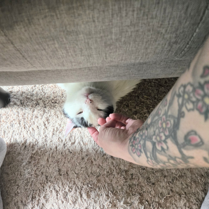 Feline Friendly Vet Tech photo 2