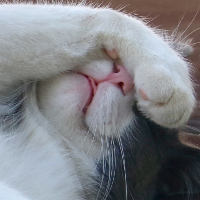 Cat Care And Cat Lover