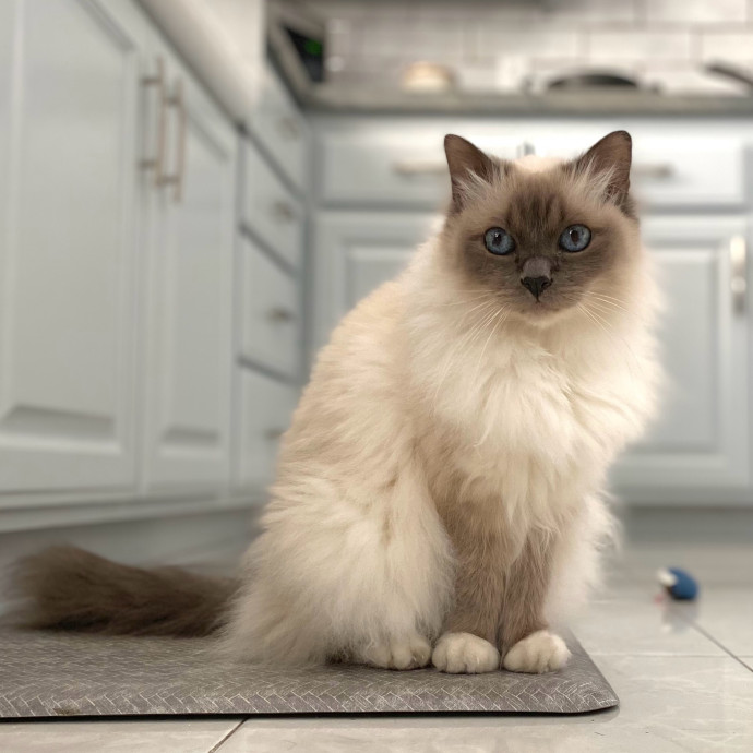 Cat Care And Cat Lover