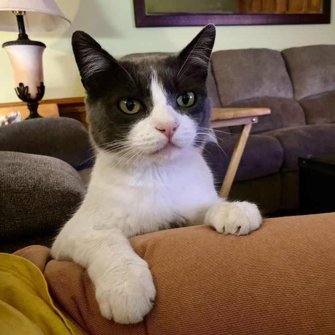 Cat Care And Cat Lover