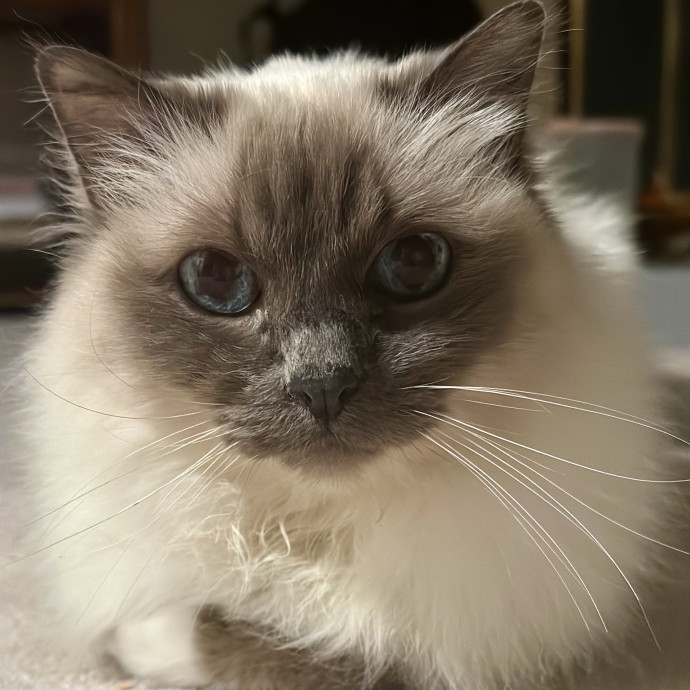 Cat Care And Cat Lover