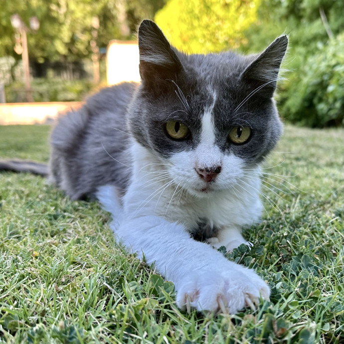 Cat Care And Cat Lover photo 3