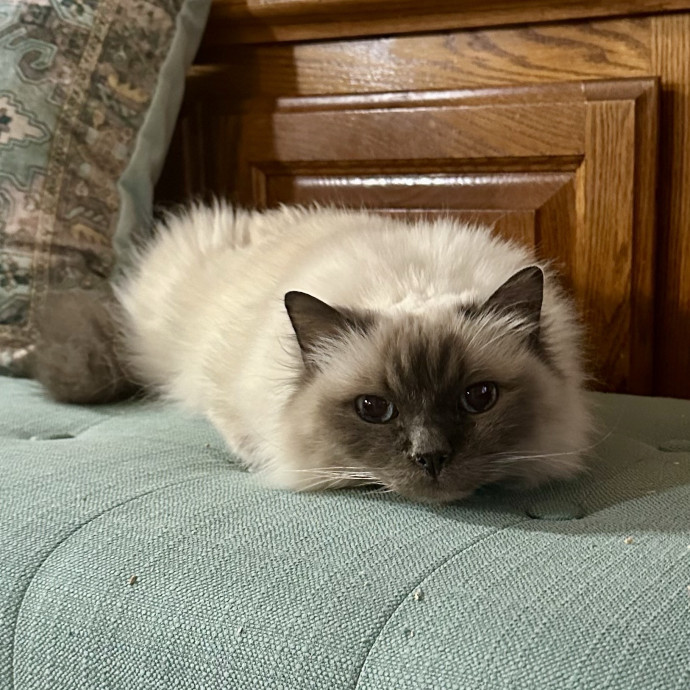 Cat Care And Cat Lover photo 2