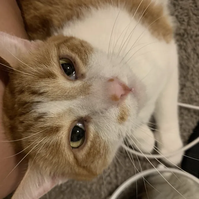 Your Local Cat Whisperer