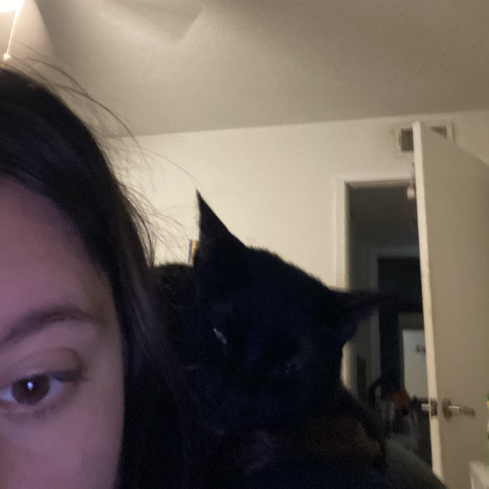 Your Local Cat Whisperer