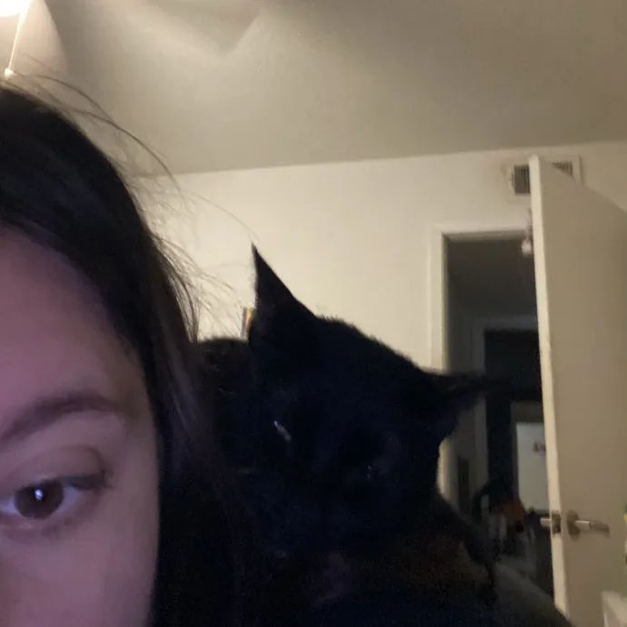 Your Local Cat Whisperer